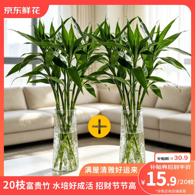 自营京东鲜花 精选富贵竹20枝才0.79/枝！！拍下【15.9元】