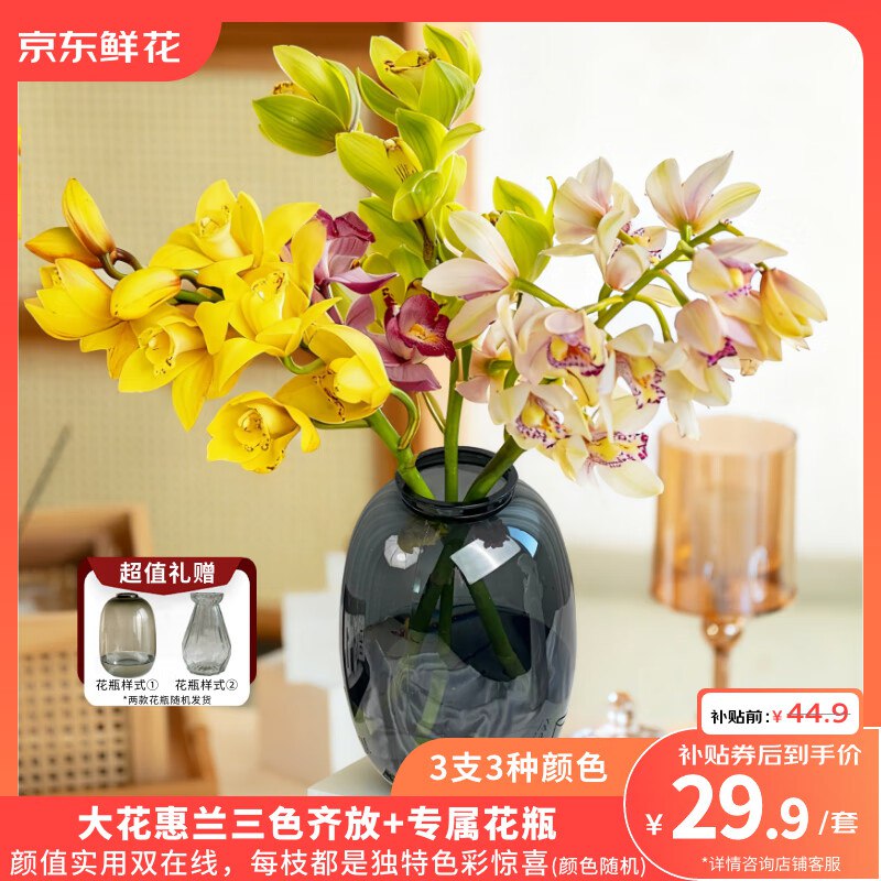 自营京东鲜花 三色大花蕙兰3支