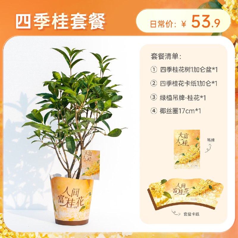 19.9元 海蒂的花园 人间富桂四季桂花树