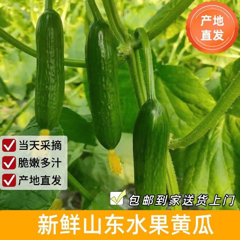 自营京鲜生 山东荷兰水果黄瓜拍下【18.9元】得净重4.5斤