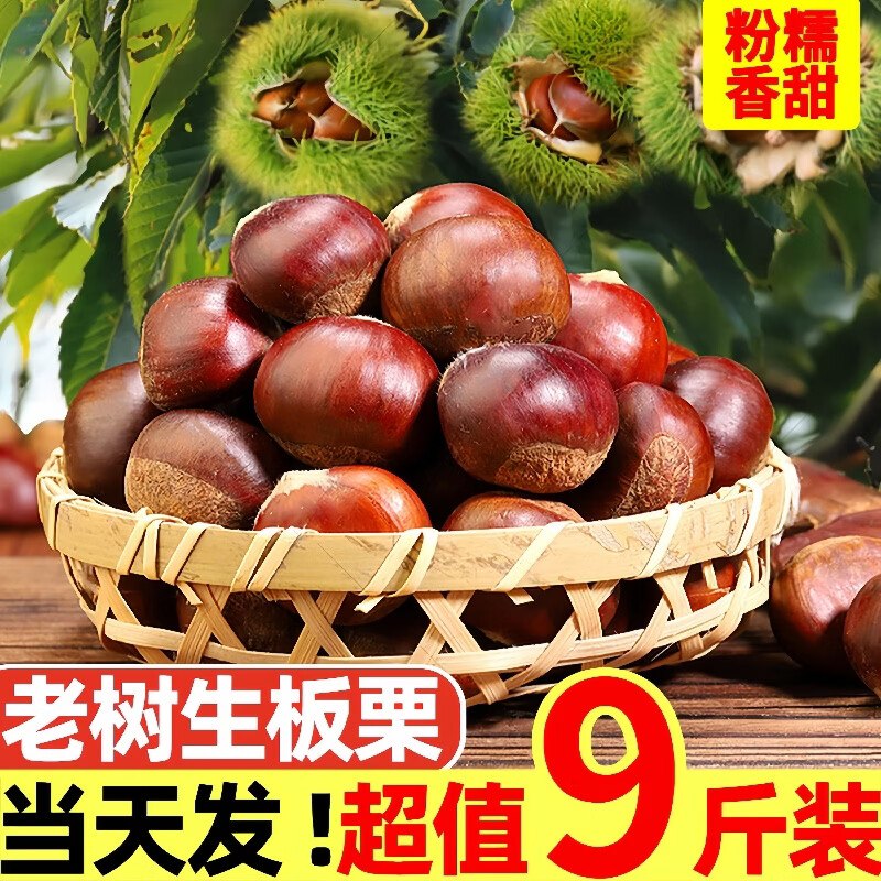 黄六爷 丹东板栗臻品特大果 5斤