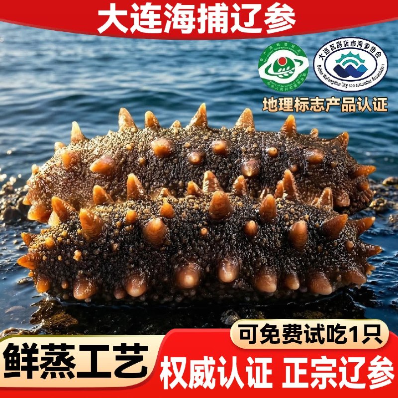 【亿鲜笙】海参合集！！①189元 即食大连特大海参2斤
